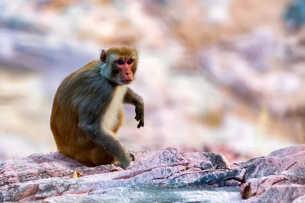 Sri-Lanka toque makak eller Macaca sinica i naturen — Stockfoto