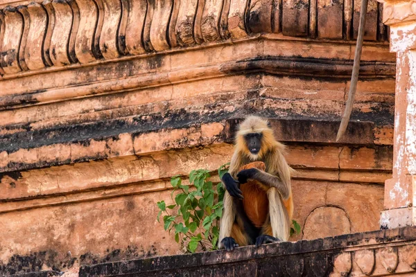 Γκρι langur ή Semnopithecus etellus κάθεται στον τοίχο — Φωτογραφία Αρχείου