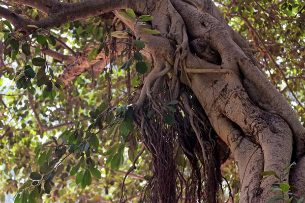 A Banyan tree vagy Ficus benghalensis közel szár — Stock Fotó