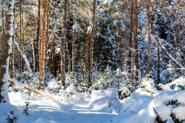 Fantastik çam kış orman ağaçları ile karla kaplı