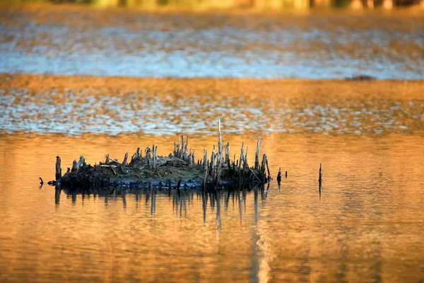 Vue magnifique sur le marais clair et la bosse au coucher du soleil — Photo