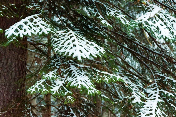 Fantastischer Kiefernwald mit schneebedeckten Bäumen — Stockfoto