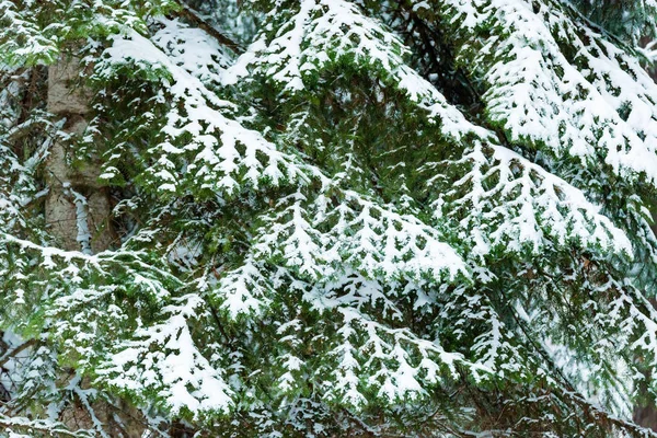 Fantastischer Kiefernwald mit schneebedeckten Bäumen — Stockfoto