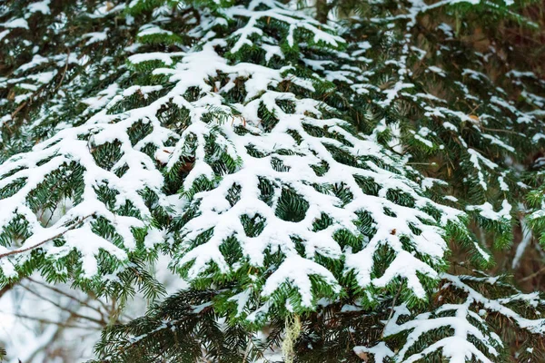 Fantastique forêt de pins d'hiver avec des arbres couverts de neige — Photo