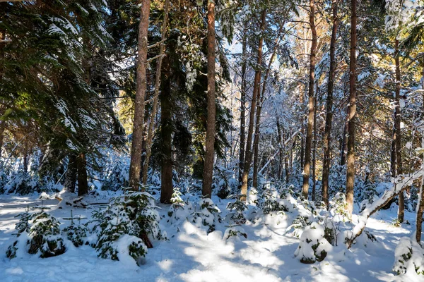 Fantástico bosque de invierno de pino con árboles cubiertos de nieve — Foto de Stock