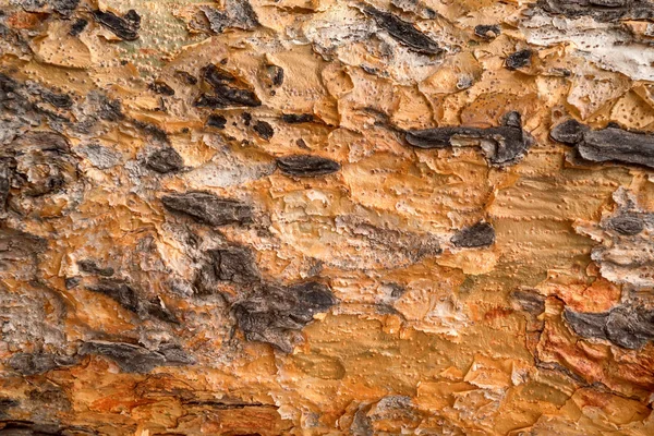 Alte braune Rinde von tropischen Baum Makroaufnahmen — Stockfoto