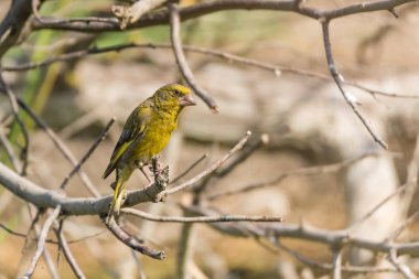 Erkek Avrupa greenfinch veya chloris chloris dal üzerinde