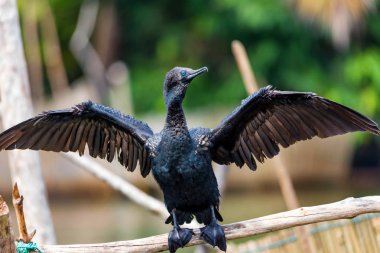 Hint karabatak veya Phalacrocorax fuscicollis kuş kanat ile yaygın