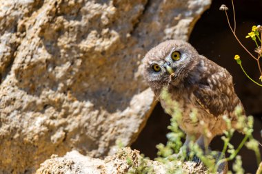 Kukumav veya Athene noctua kaya