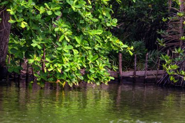 Mangrov Sri Lanka tropikal Nehri kıyısında