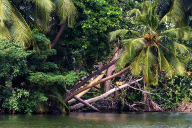 Tek palmiye ağacı ve mangrovlar Sri Lanka tropikal Nehri kıyısında