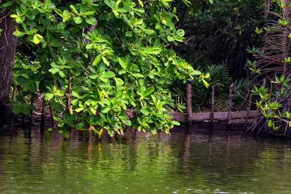 Lasy namorzynowe na brzegu rzeki tropikalnych w Sri Lanka — Zdjęcie stockowe