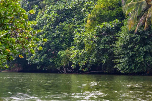 Мангрові зарості, на березі річки тропічних в Шрі-Ланці — стокове фото