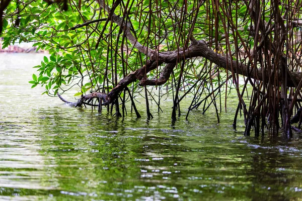 Mangrov Sri Lanka tropikal Nehri kıyısında — Stok fotoğraf