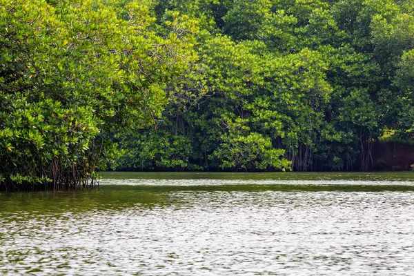 Mangrov Sri Lanka tropikal Nehri kıyısında — Stok fotoğraf