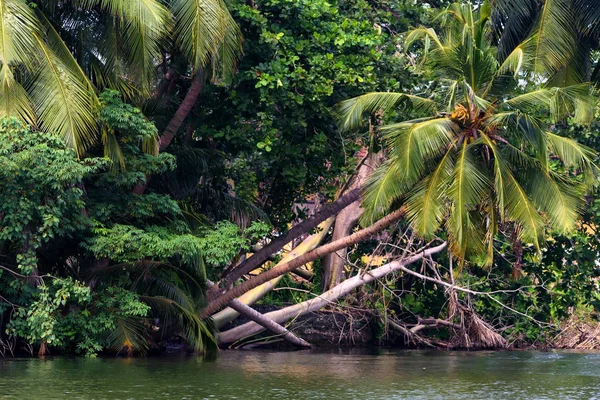 Enda Palm och mangrove på tropiska floden i Sri Lanka — Stockfoto