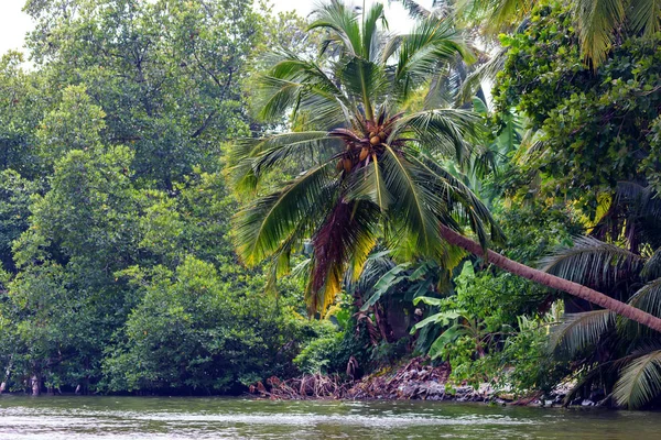 Palmiye Ağacı Tropikal Nehri Yanında Büyüyen Yemyeşil Yeşil Mangroves Görünümü — Stok fotoğraf