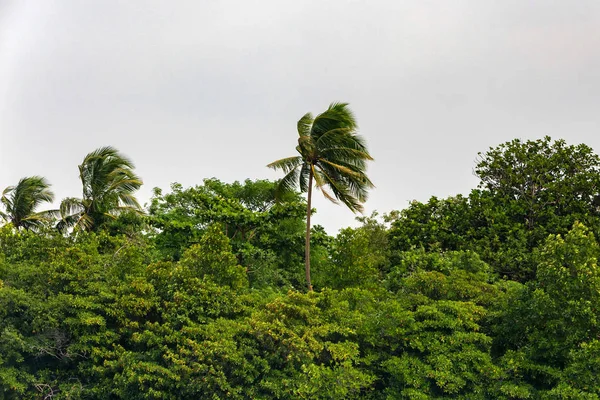 Tropisk skog Visa mot grå himmel i Sri Lanka — Stockfoto