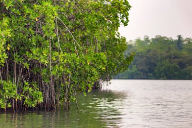 Mangrov Sri Lanka tropikal Nehri kıyısında
