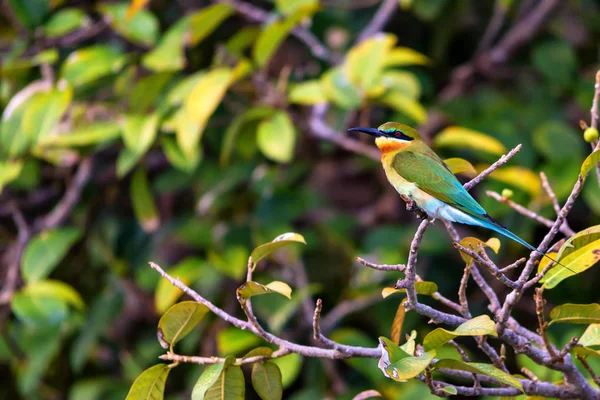 蓝尾食蜂人或菲律宾梅罗普斯栖息在树枝上 — 图库照片