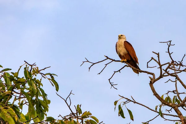 Brahminy kite or Haliastur indus perching on tree — Stock Photo, Image