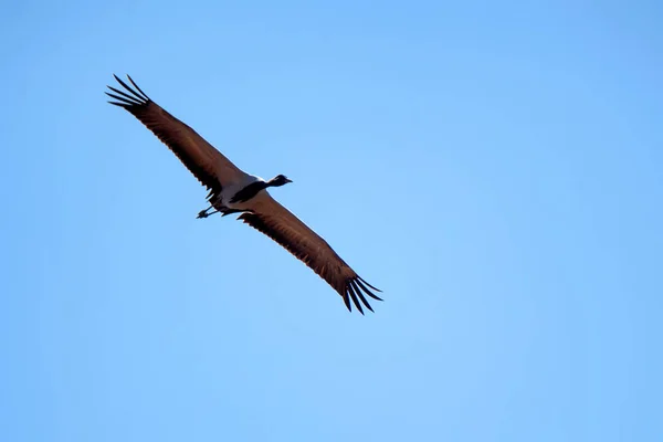 Beautiful flying demoiselle crane or Grus virgo — Stock Photo, Image