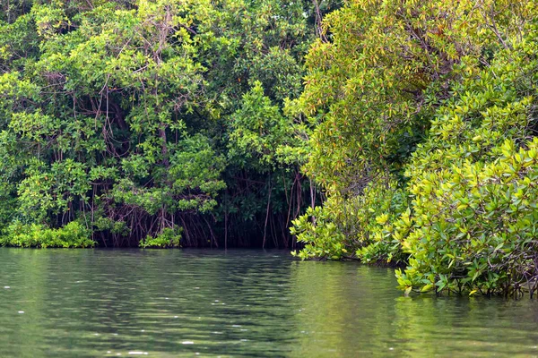 Mangrov Sri Lanka tropikal Nehri kıyısında — Stok fotoğraf