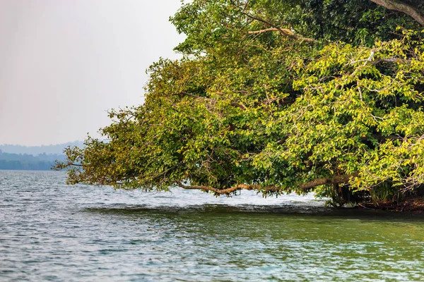Mangrov Sri Lanka tropikal Nehri kıyısında — Stok fotoğraf