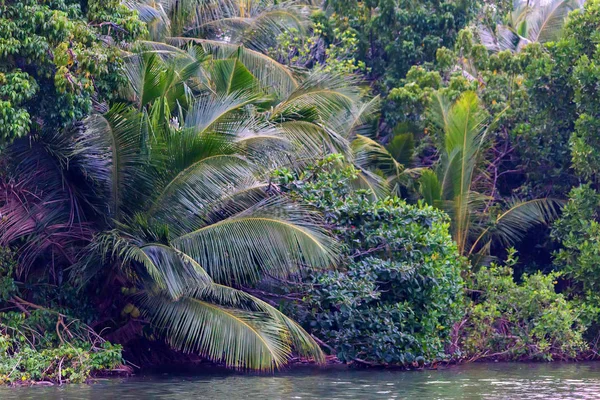 Svěží Zelené Mangrovové Porosty Rostoucí Tropické Řeky — Stock fotografie