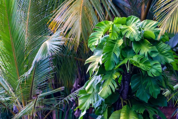 Duży zielony liść roślina Monstera w dżungli — Zdjęcie stockowe