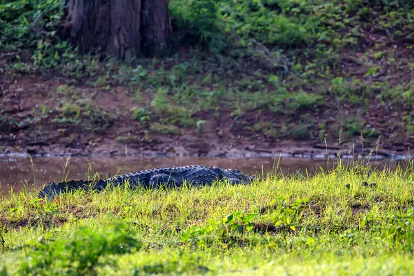 Cocodrilo ladrón o Crocodylus palustris en la orilla del río — Foto de Stock