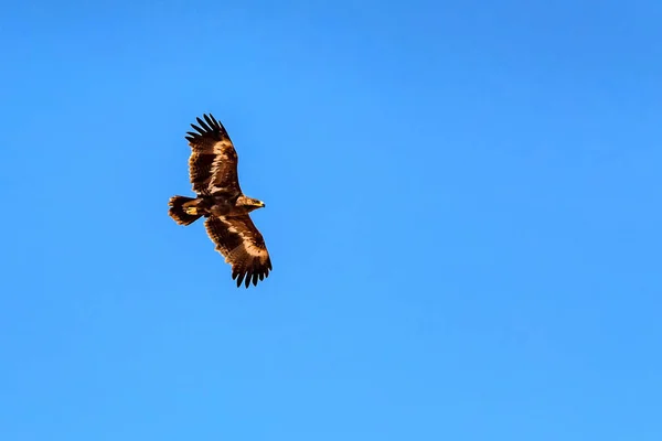 Steppe eagle or Aquila nipalensis in sky — Stock Photo, Image