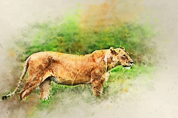 Closeup of lioness hunting in African savannah — Stock Photo, Image