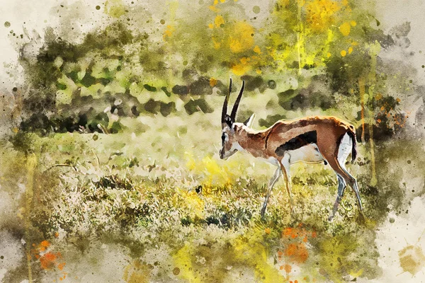 Selvagens Thompsons gazelle ou Eudorcas thomsonii em savana — Fotografia de Stock