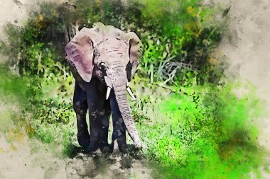 Afrika fili veya Loxodonta africana yavrusu