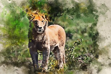 Genç erkek aslan veya Panthera leo suluboya resim