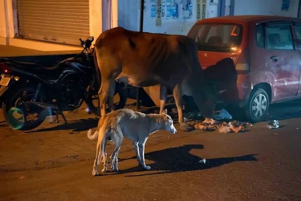 AGRA, INDIA - 8 NOVEMBRE 2017: Gli animali mangiano spazzatura nelle baraccopoli serali, Agra, India — Foto Stock