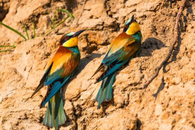 Egzotik kuşlar Avrupa arı kuşugiller veya arı kuşu apiaster levrek rock delik yakınlarında