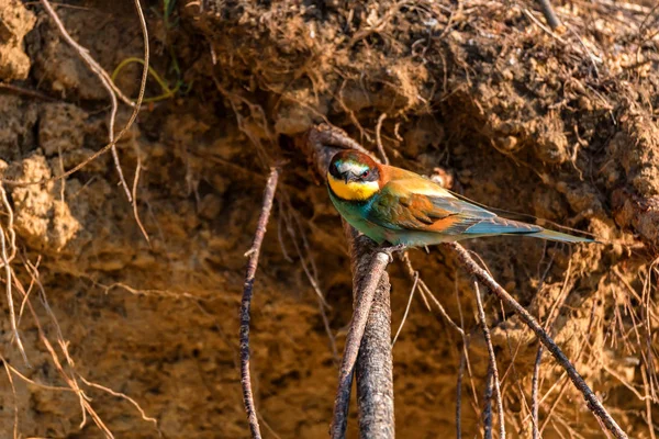 Exotic bird European bee-eater or Merops apiaster — Stock Photo, Image