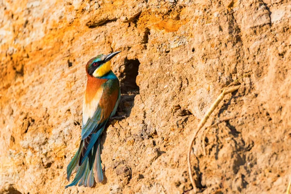 Exotische vogel bijeneter of Merops apiaster zitstokken in de buurt van gat in de rots — Stockfoto