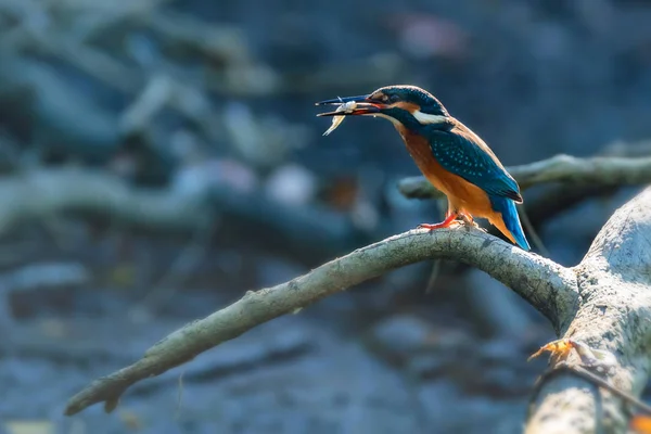 Kingfisher ή Alcedo Ατθίς με έντομο στο ράμφος κούρνιες πάνω σε κλαδί — Φωτογραφία Αρχείου