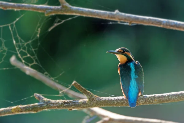 Kingfisher ou Alcedo atthis poleiros no ramo — Fotografia de Stock