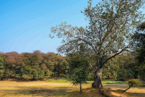 印度拉贾斯坦兰桑博尔国家公园的树木. — 图库照片