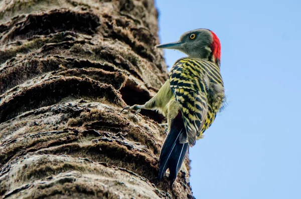 伊斯帕尼奥林啄木鸟或棕榈茎上的斑纹紧密相连 — 图库照片