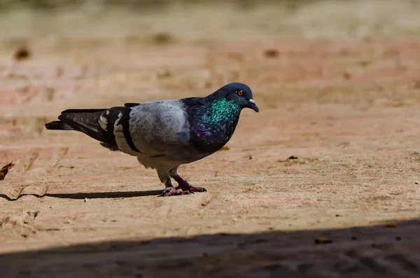 Close-up common pigeon walks on ground in city — Stock Photo, Image