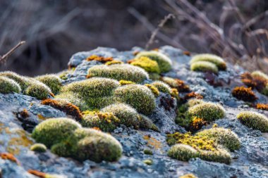 Güzel moss ve taş kaplı liken kapat