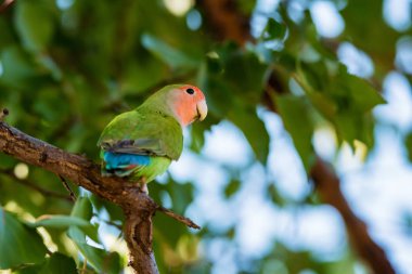 Cennet papağanı gül yüzlü veya Agapornis roseicollis algılamak dalı üzerinde kapat