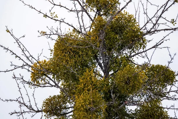 Green Viscum mistletoe tree against grey sky — Stock Photo, Image