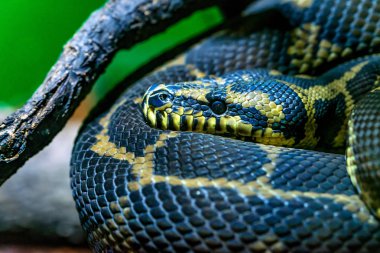 Sarı Anaconda veya yeşil notaeus kadar kapatın