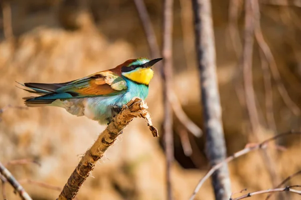 Vlha pestrá exotických ptáků nebo Merops apiaster posazená na větvičku — Stock fotografie